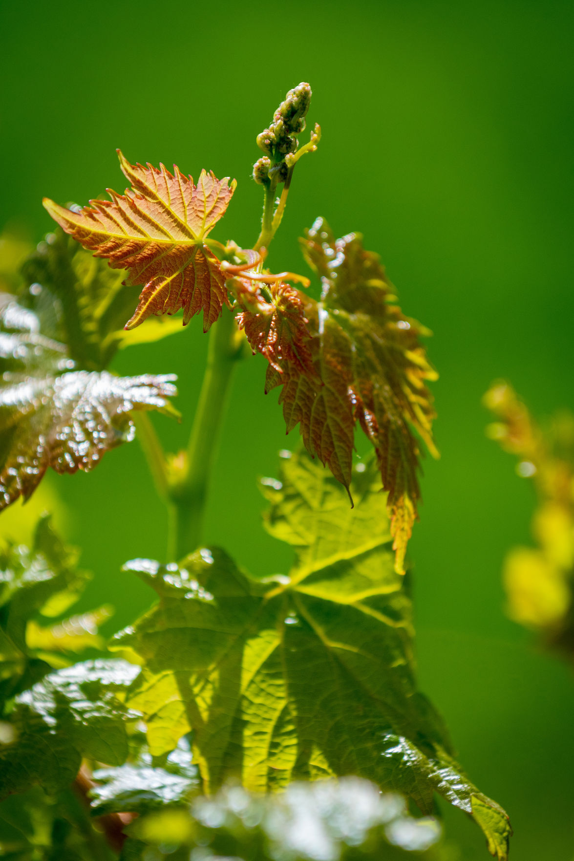 Chateau DNA Vineyard and Winery comes to life